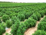 Deine eigene CBD-Cannabispflanze in Verona 2025– Feldanbau mit Ernte im November ca 100 Gramm am Stengel – Bild 5