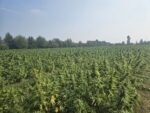Deine eigene CBD-Cannabispflanze in Verona 2025– Feldanbau mit Ernte im November ca 100 Gramm am Stengel – Bild 3