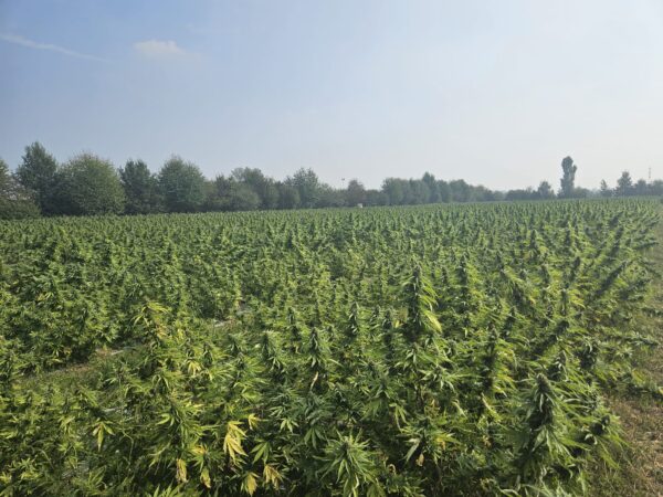 Deine eigene CBD-Cannabispflanze in Verona 2025– Feldanbau mit Ernte im November ca 100 Gramm am Stengel – Bild 3