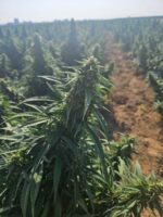 Deine eigene CBD-Cannabispflanze in Verona 2025– Feldanbau mit Ernte im November ca 100 Gramm am Stengel – Bild 2