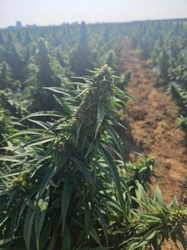 Deine eigene CBD-Cannabispflanze in Verona 2025– Feldanbau mit Ernte im November ca 100 Gramm am Stengel – Bild 2