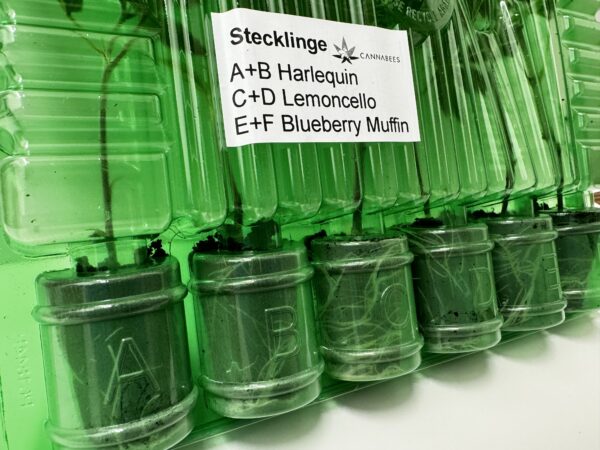 Blueberry Muffin CBD Steckling – 1 Stück von Heyhemp – Bild 2