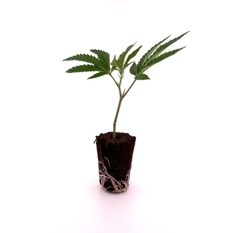 Biscotti Mintz THC Steckling – 1 Stück von Heyhemp