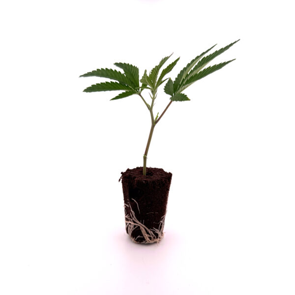 Amnesia THC Stecklinge – 3 Stück von Heyhemp