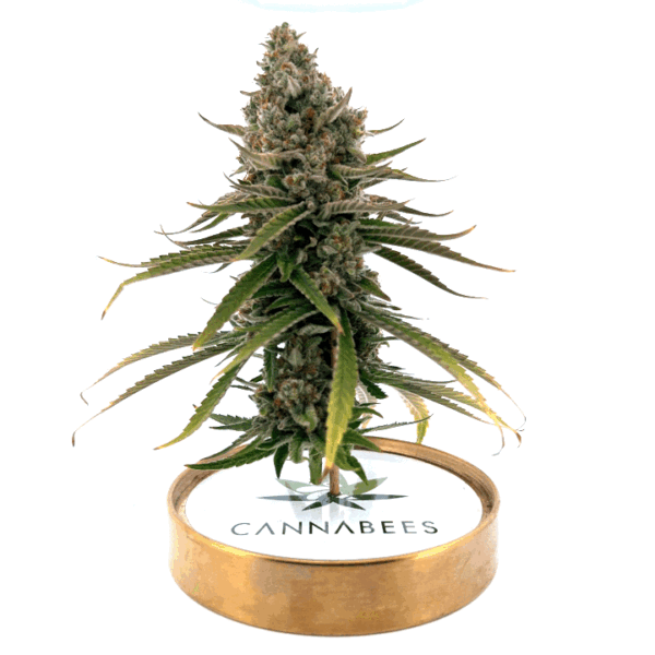 White Widow CBD Blüten Outdoor aus Italien von Heyhemp – Bild 3