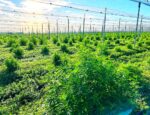 Deine eigene CBD-Cannabispflanze in Verona 2025– Feldanbau mit Ernte im November ca 100 Gramm am Stengel – Bild 6