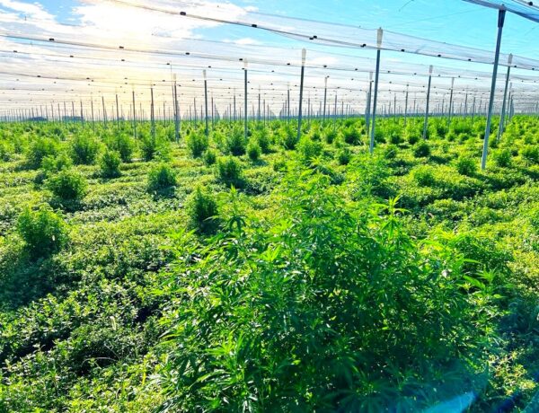 Deine eigene CBD-Cannabispflanze in Verona 2025– Feldanbau mit Ernte im November ca 100 Gramm am Stengel – Bild 6